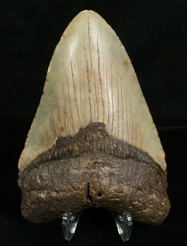 Nice Inch Megalodon Tooth #4998